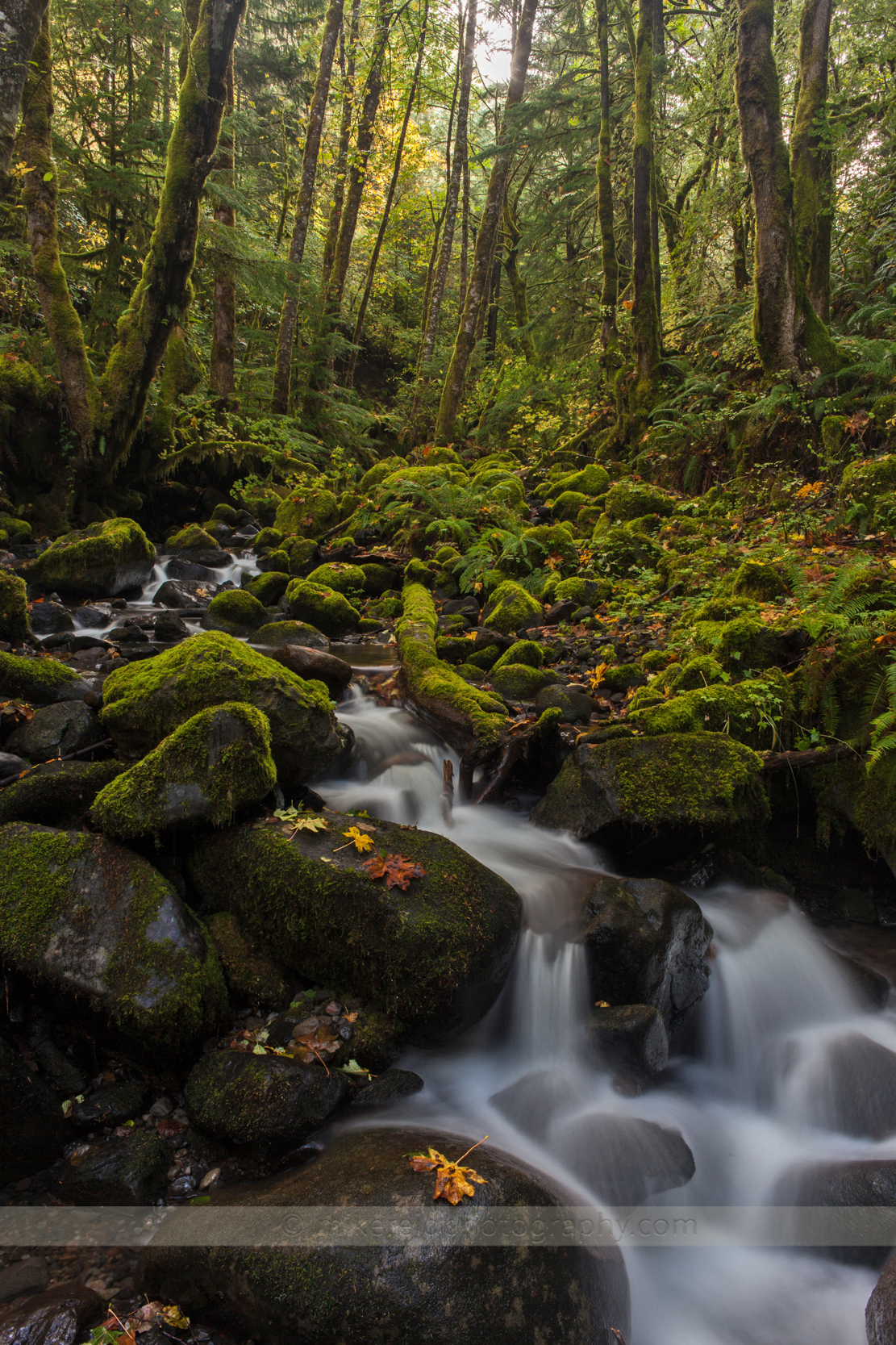 Forest Waterfall Scene